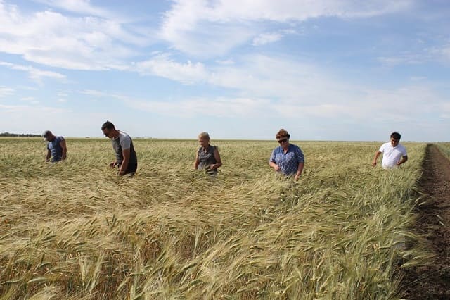 посевы твердой пшеницы