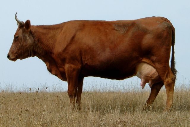 Англерская порода коров: описание, характеристики, содержание и разведения, отзывы