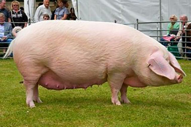 Брейтовская порода свиней: описание, характеристики, содержание и отзывы