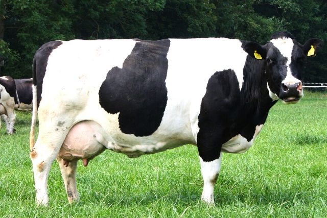 Описание голландской коровы