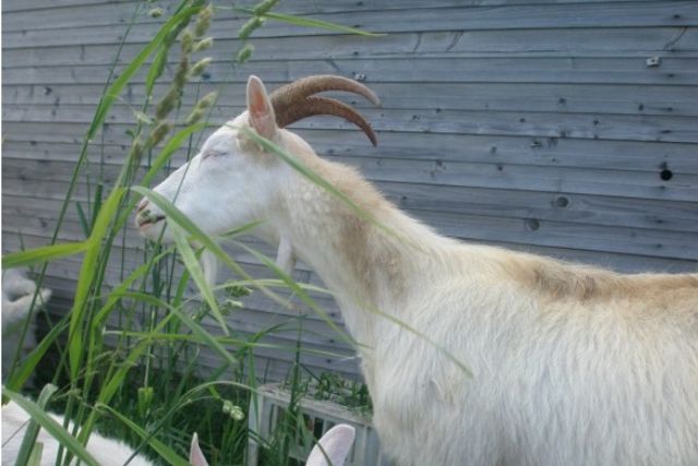 Горьковская порода коз: описание, характеристики, продуктивность, содержание и отзывы