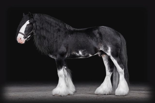 Клейдесдаль порода лошадей: характеристика, фото, содержание
