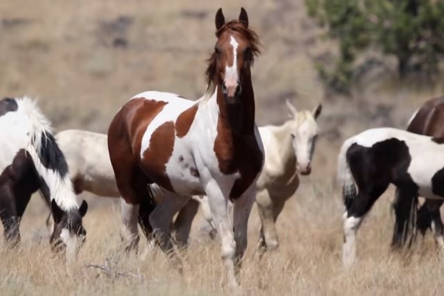 Мустанг порода лошадей: характеристика, фото, содержание