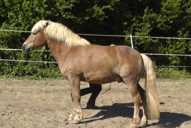 Хафлингер порода лошадей: характеристика, фото, содержание