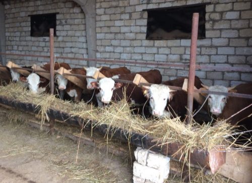 Западноказахстанский мясной кооператив, созданный весной этого года, планирует отправлять продукцию на экспорт