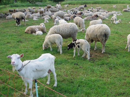 козы и овцы на пастбище