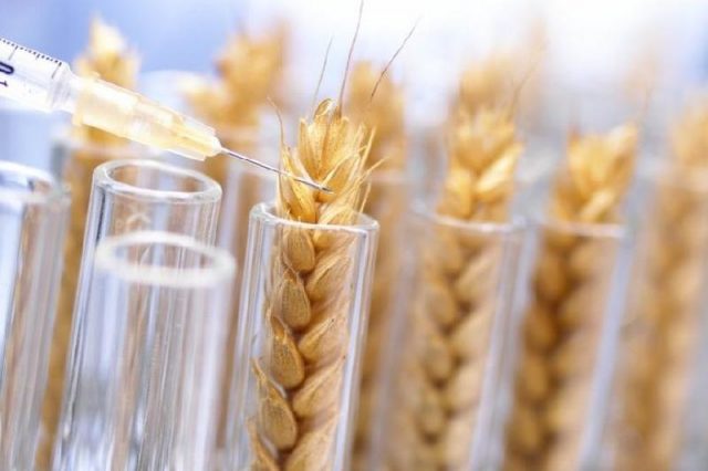 исследования пшеницы