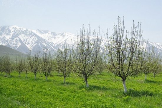 В Туркестанской области увеличивают площадь яблоневых садов