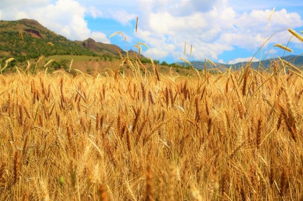 поле пшеницы