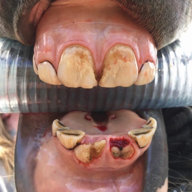 Потеря зубов у лошади трехлетки