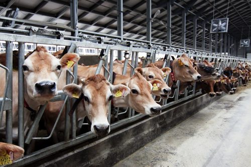 молочно-товарная ферма