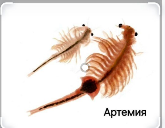 о ракообразных и о видах ракообразных обитающих на водоёмах Ертисского бассейна