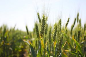колоски пшеницы в поле