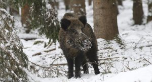 Дания построит стену для защиты от диких свиней