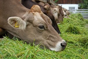 рацион высокопродуктивных коров