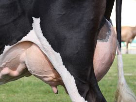 Микоплазменный мастит - какой риск возникновения заболевания у вашего стада?