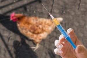 вакцинация кур