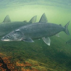 Редкие подводные обитатели: краснокнижные рыбы Павлодарской области