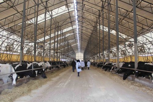 Молочная ферма в ЮКО вышла на проектную мощность
