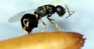 Крошечные осы против плодовых мух