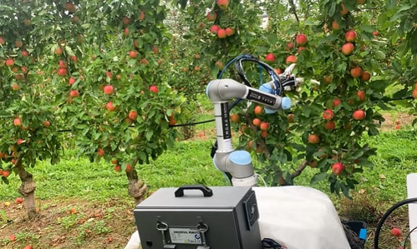 робот-сборщик фруктов
