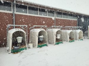 Телята — это не «где-то далеко»: как долгосрочные инвестиции в комфорт сокращают затраты и формируют продуктивное стадо