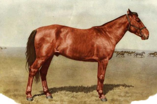 Адаевская порода лошадей