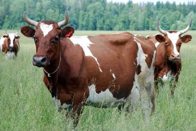Айширские коровы на выгуле