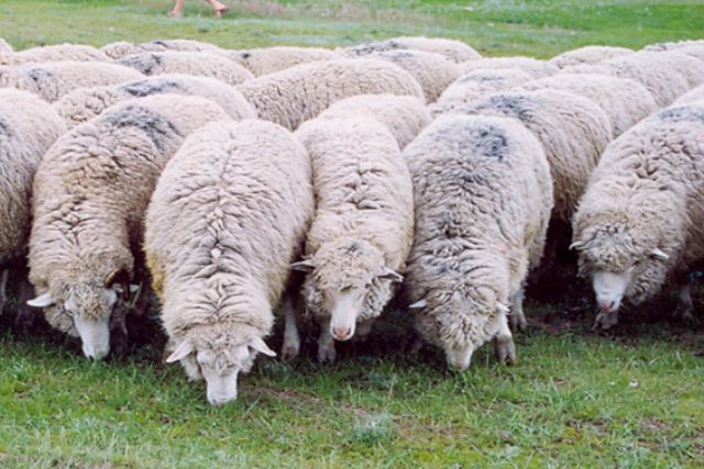 Акжайыкская порода овец