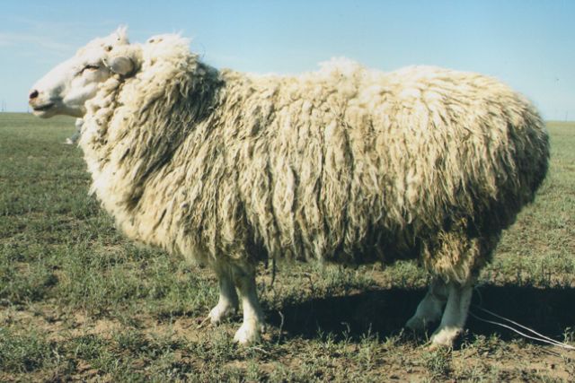 Акжайыкская овца