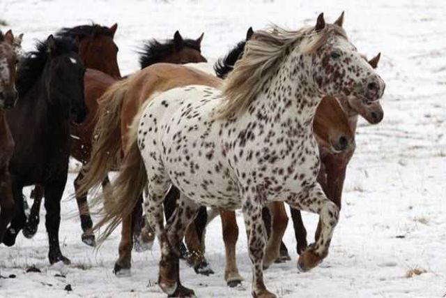 алтайские лошади