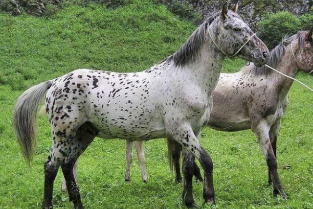 алтайская лошадь