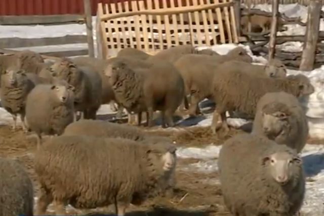 Алтайская порода овец 