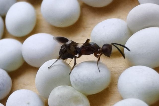 Anastatus japonicus Ashmead (Hymenoptera: Eupelmidae) атакует яйца-хозяева