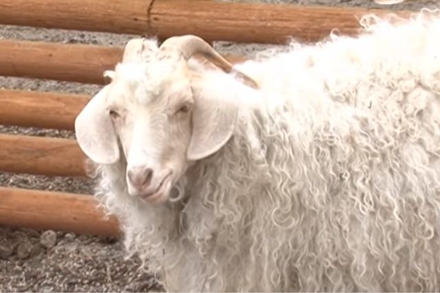 Ангорская порода коз: описание, характеристики, продуктивность, содержание и отзывы