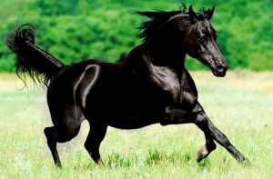 арабский конь