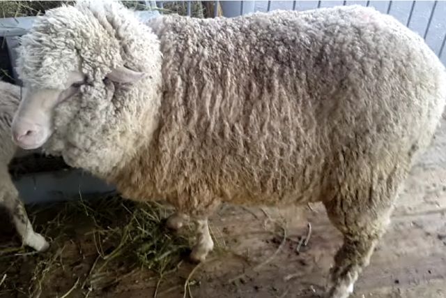Асканийская порода овец: описание, характеристики, продуктивность, содержание и отзывы