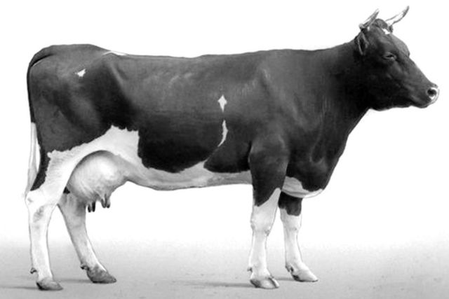Аулиеатинская порода коров