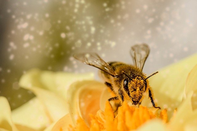 пчеловодство и сельское хозяйство