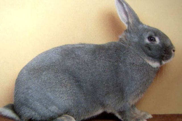 Белка порода кроликов