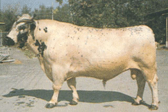 Бушуевская порода коров