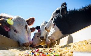 Глина как кормовая добавка для молочного скота имеет множество преимуществ