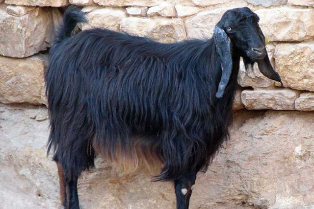 Черная пуховая порода коз