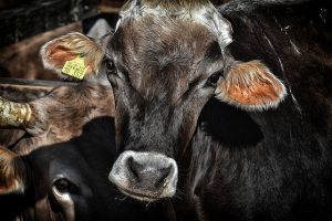 Фьючерсы на крупный рогатый скот достигли многомесячного минимума на фоне опасений коронавируса