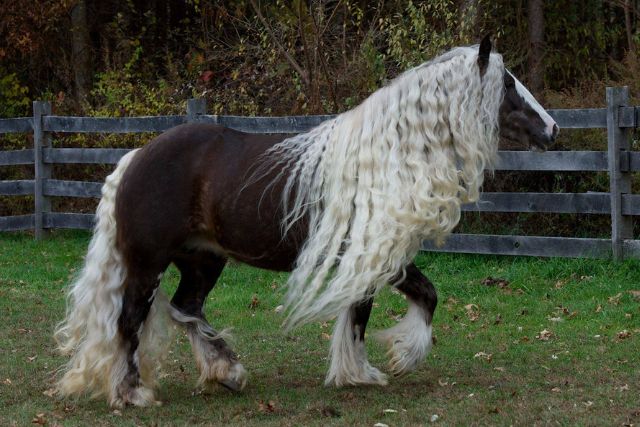 Цыганская лошадь тинкер