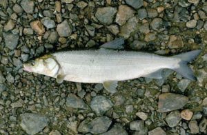 Иртышская нельма: экологические угрозы и путь к восстановлению