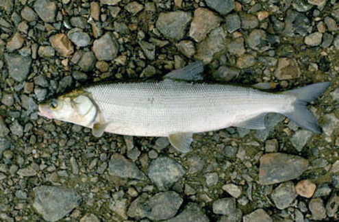 Иртышская нельма: экологические угрозы и путь к восстановлению