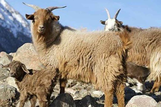 Ферганская порода коз