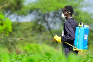Фермер опрыскивает посевы пестицидами