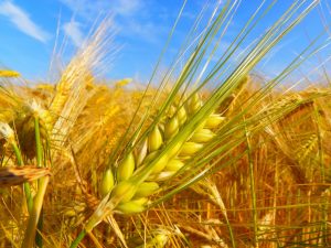 Ученые центра Бараева достигли урожайности пшеницы в 46,5 центнера